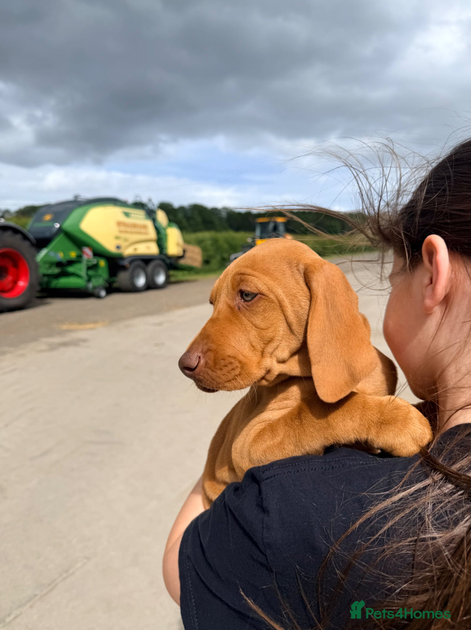 Hungarian Vizsla dogs ONE BOY LEFT Beautiful KC Reg. Vizsla Pups - Advert 1