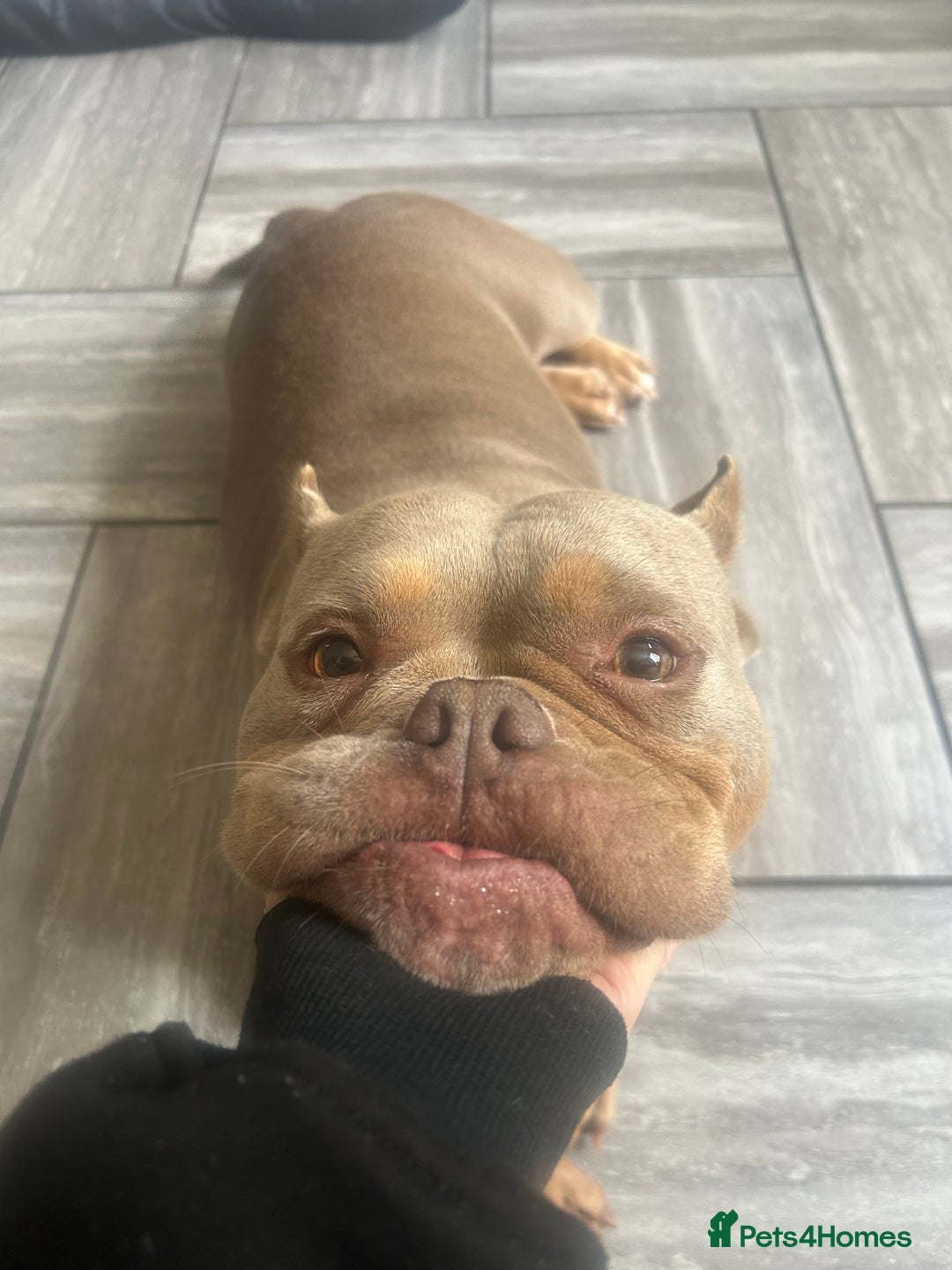 Mixed Breed dogs for sale: Female American pocket bully - Image 6