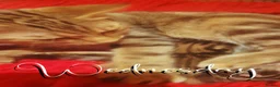Mixed Breed cats for sale: Stunning tabby kitties  - Advert 1