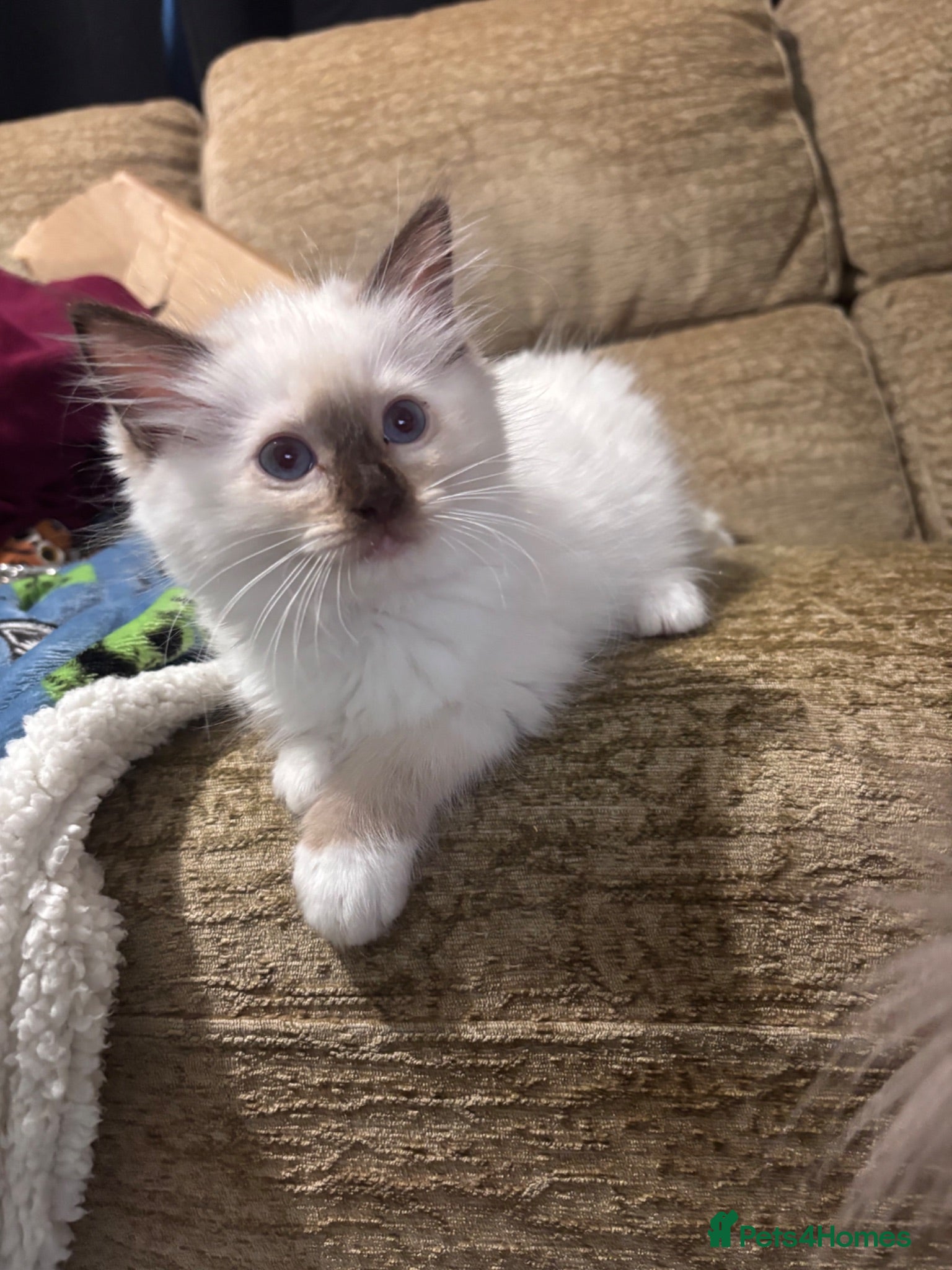 Ragdoll cats GCCF Chocolate mitted male - Advert 1