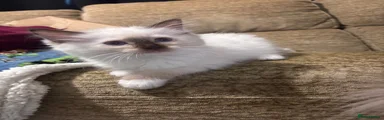 Draco