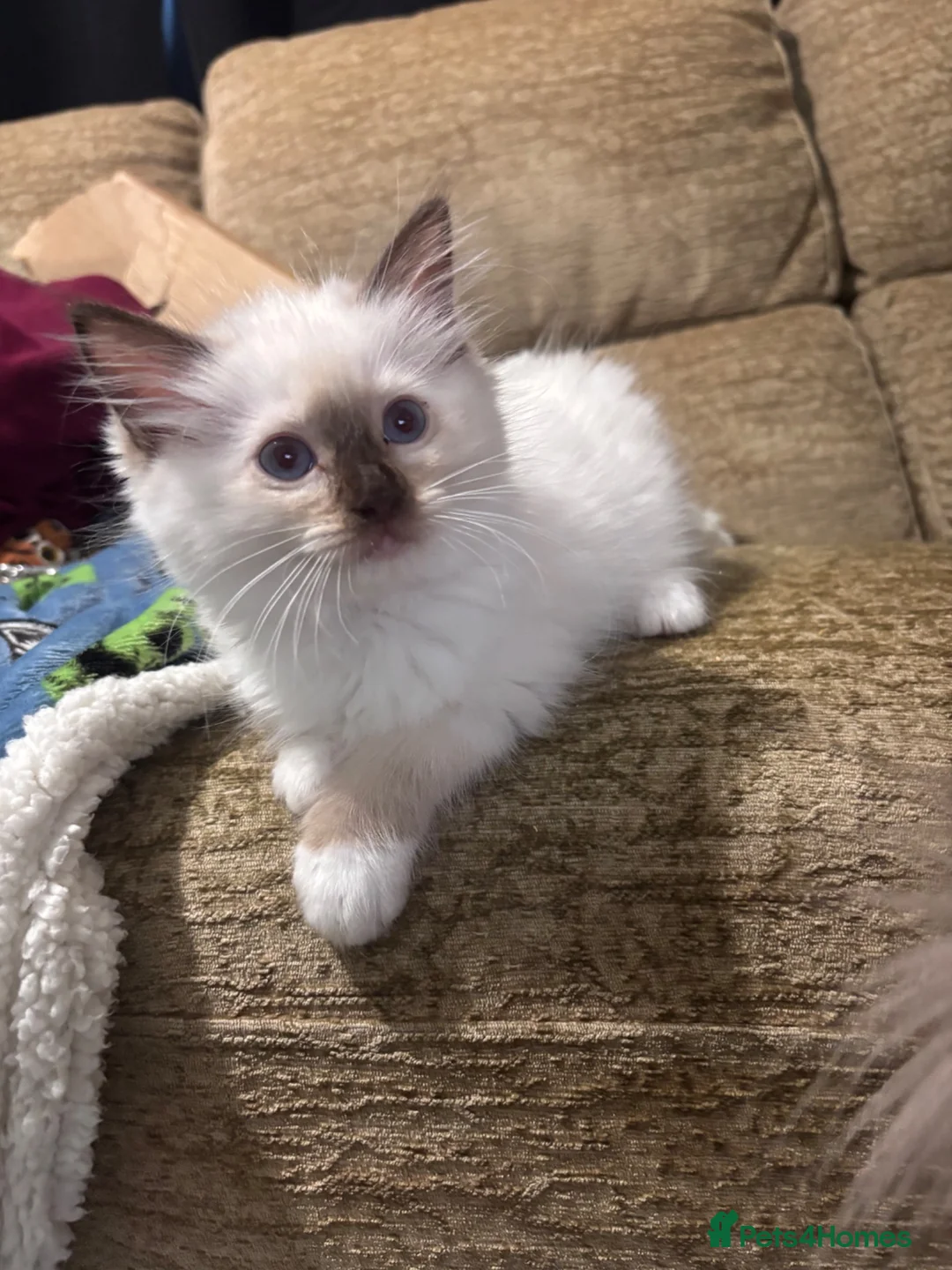 Ragdoll cats for sale: GCCF Chocolate mitted male - Advert 1