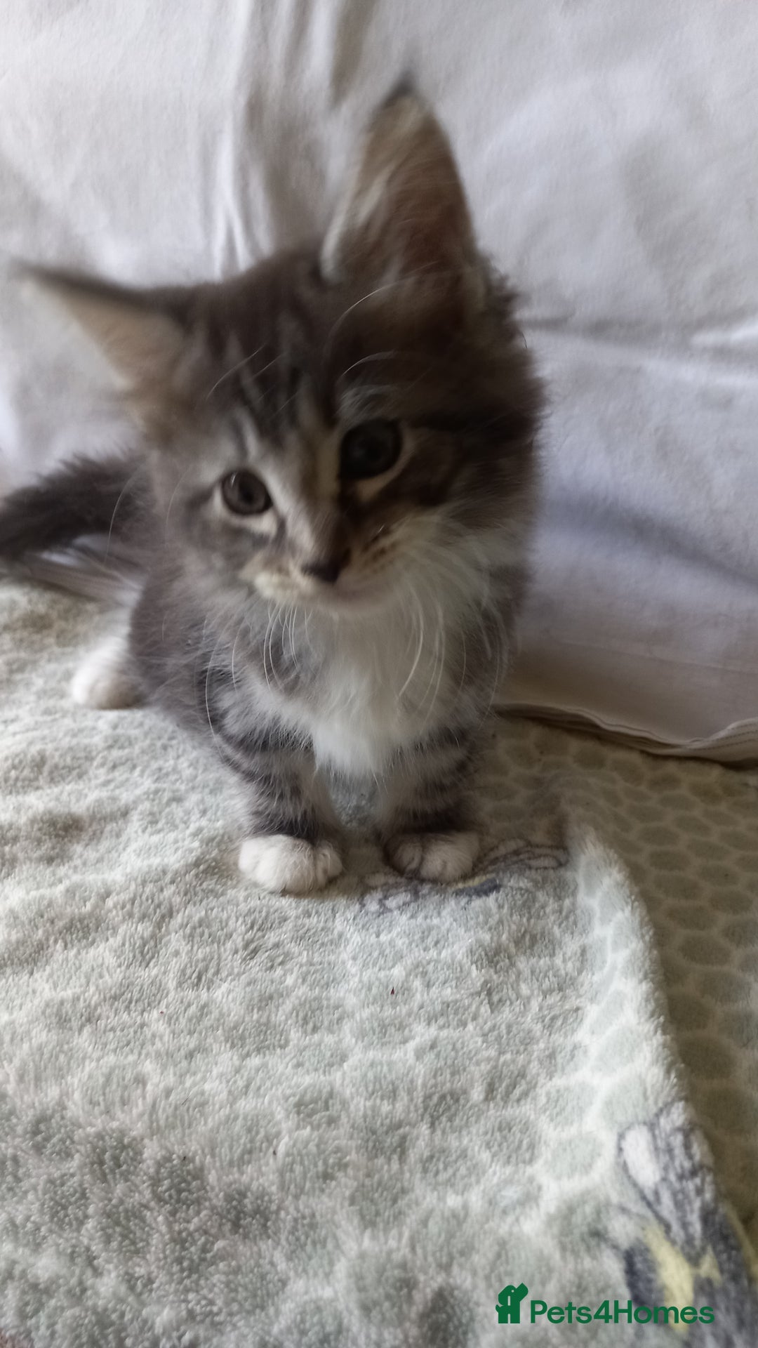Maine Coon cats for sale: 3/4 maine coon kittens for sale - Image 4