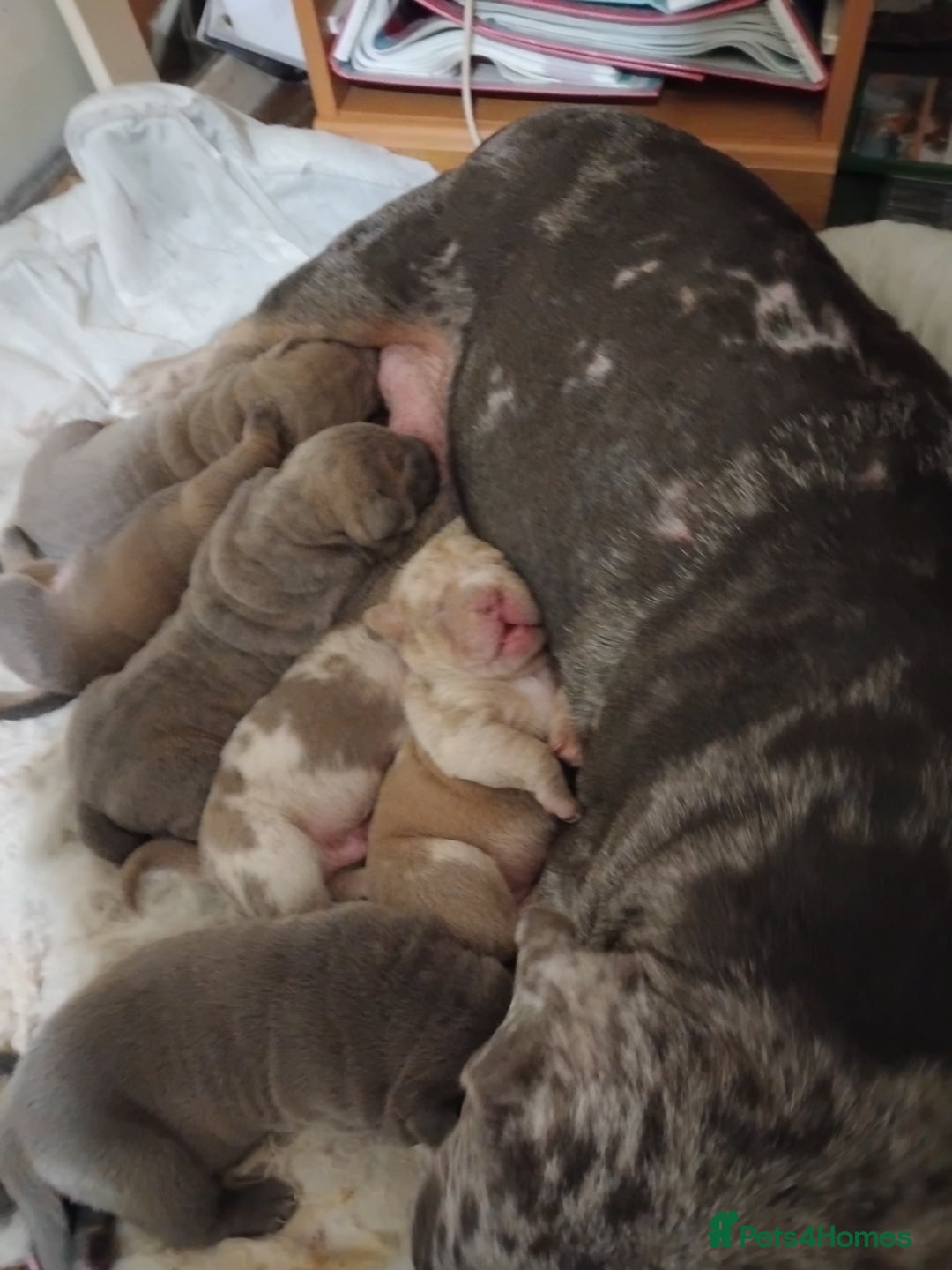 Mixed Breed dogs for sale: Bull-pei puppies - Advert 7