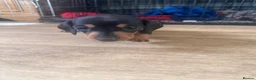 Dachshund dogs for sale: Beautiful Dachshund pups in Bristol - Advert 12