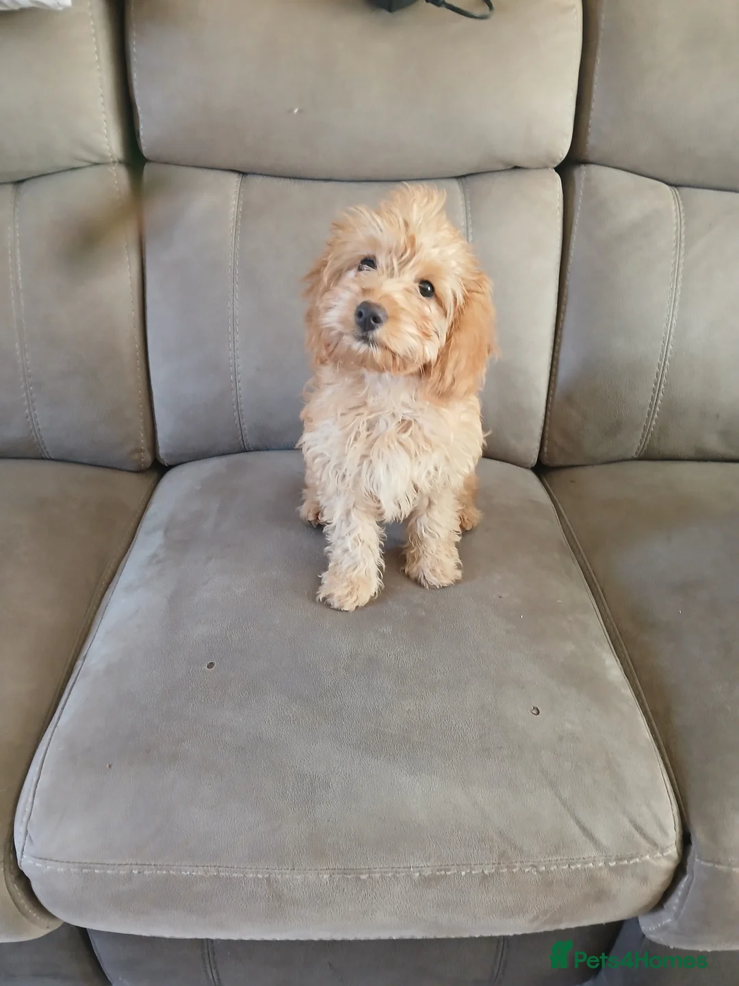 Cockapoo dogs for sale: Cockapoo girl  - Advert 1