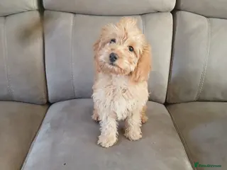 Cockapoo dogs Cockapoo girl - Advert 1