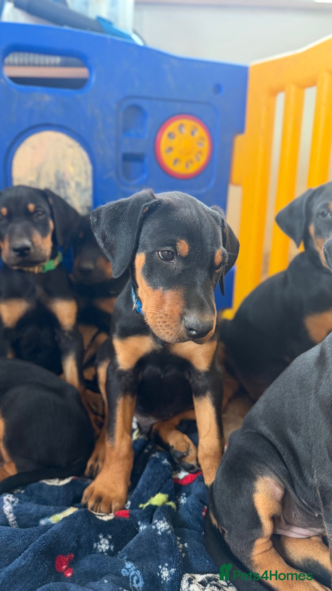 Mixed Breed dogs Stunning Dobermann X Huntaway Puppies ✨ - Advert 2