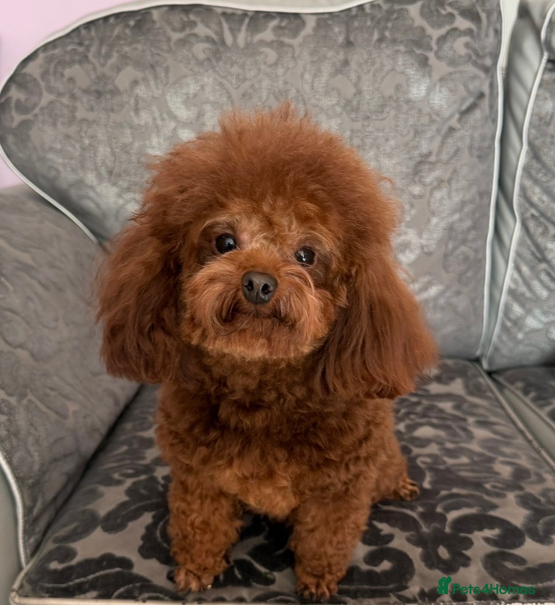 Toy Poodle dogs Stunning Asian Poodle 1.6kg for STUD ONLY - Advert 5
