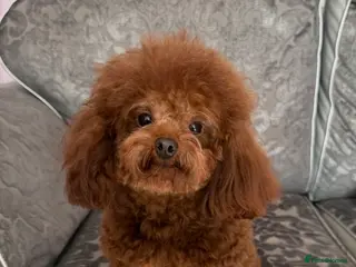 Toy Poodle dogs Stunning Asian Poodle 1.6kg for STUD ONLY - Advert 5