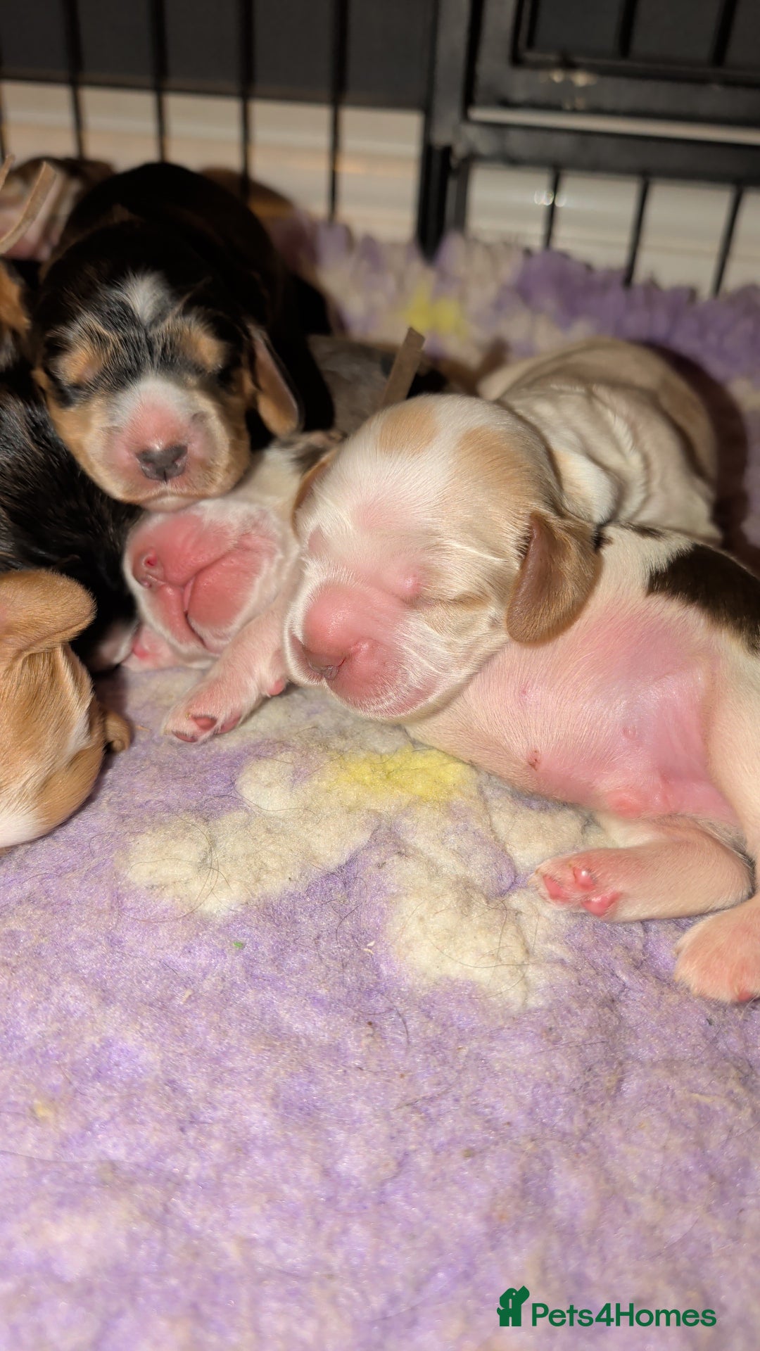 Cocker Spaniel dogs for sale: CHAMPION BLOODLINE SHOW COCKER BOY PUPPIES  - Advert 8