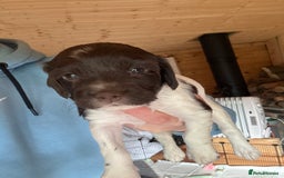 English Springer Spaniel dogs for sale: Sired by Brocklinton Bertie FTCH, docked - Image 13