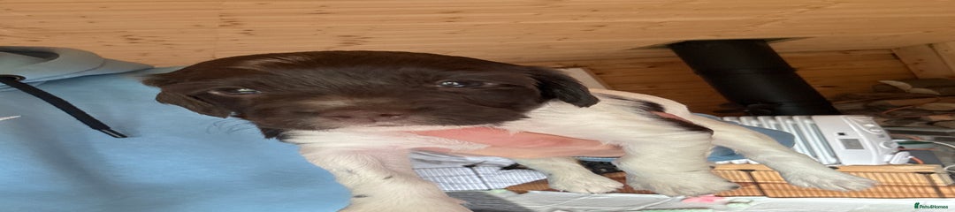 English Springer Spaniel Puppy 5
