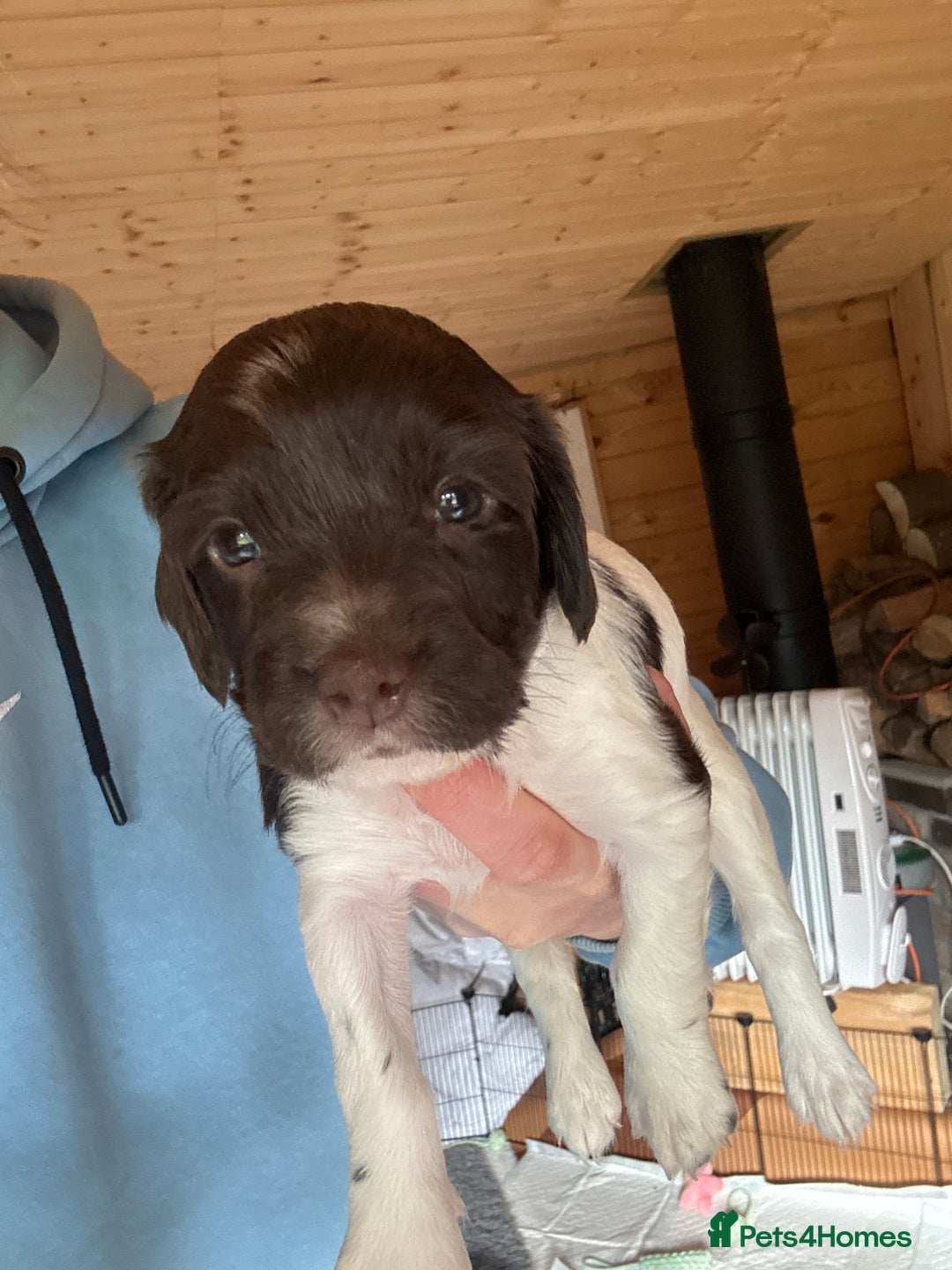 English Springer Spaniel dogs for sale: Sired by Brocklinton Bertie FTCH, docked - Image 13