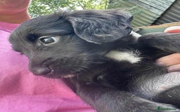 Mixed Breed dogs for sale: ** Spangold Retrievers ** - Image 15