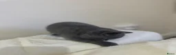 British Shorthair cats for sale: Beautiful Blue British Shorthair Kitten Gorgeous  - Advert 4