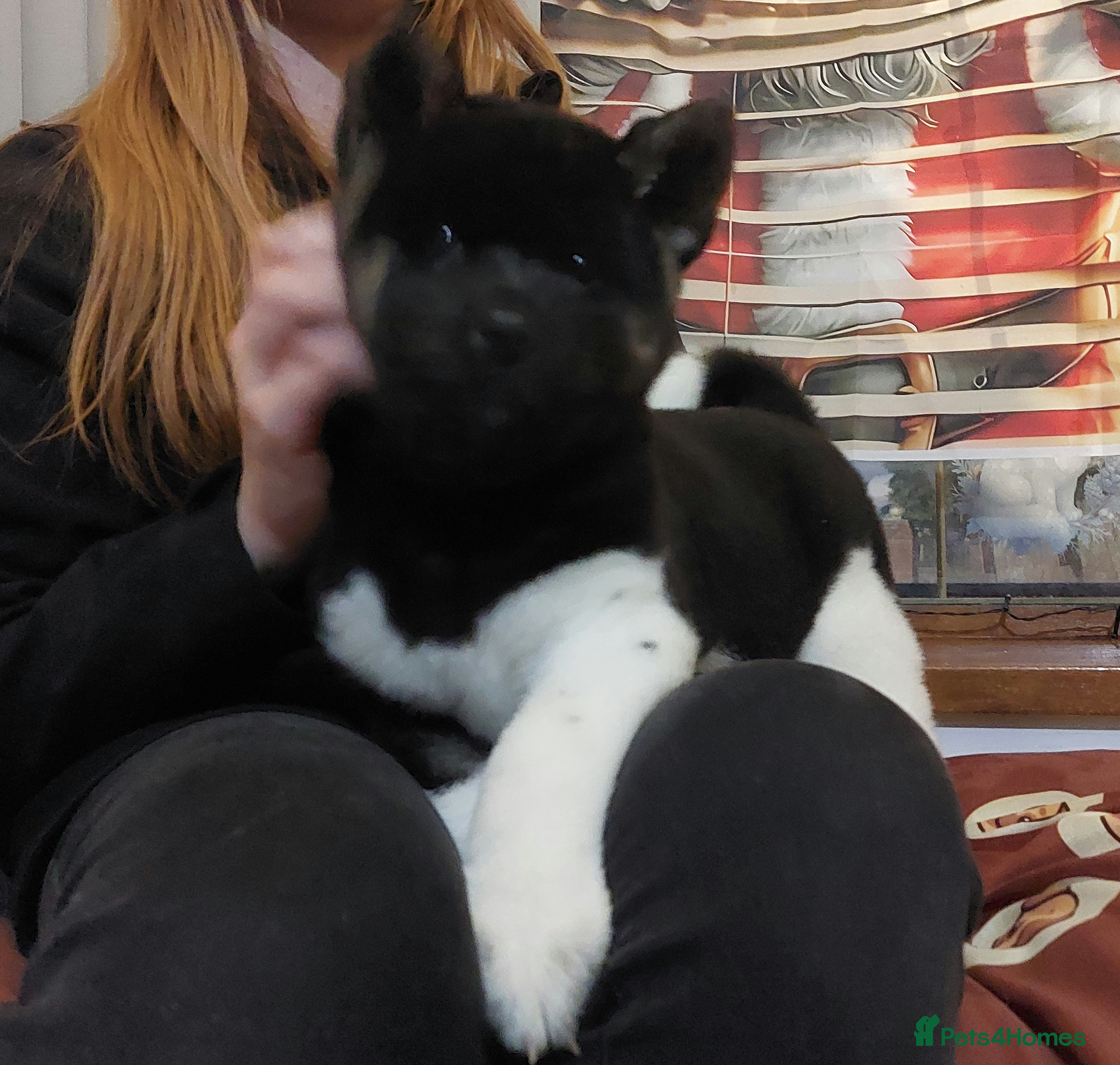 Akita dogs STUNNING KC REG beautiful akita pup ODYSSEUS - Advert 6