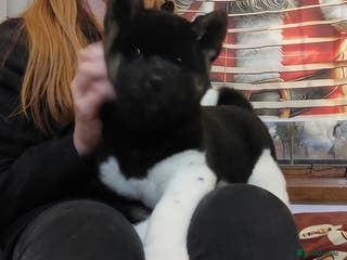 Akita dogs STUNNING KC REG beautiful akita pup ODYSSEUS - Advert 6