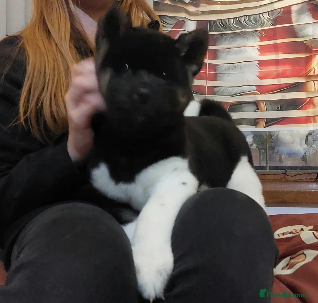 Akita dogs for sale: CHAMPION SHOW potential KC REG AKITA PUPPIES   - Advert 2