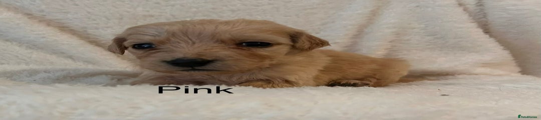 Golden Retriever Pink Girl