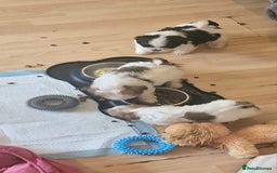 Shih Tzu dogs for sale: 🐾 Amazing Purebred Shih Tzu Puppies Crawley 🐾 - Advert 24