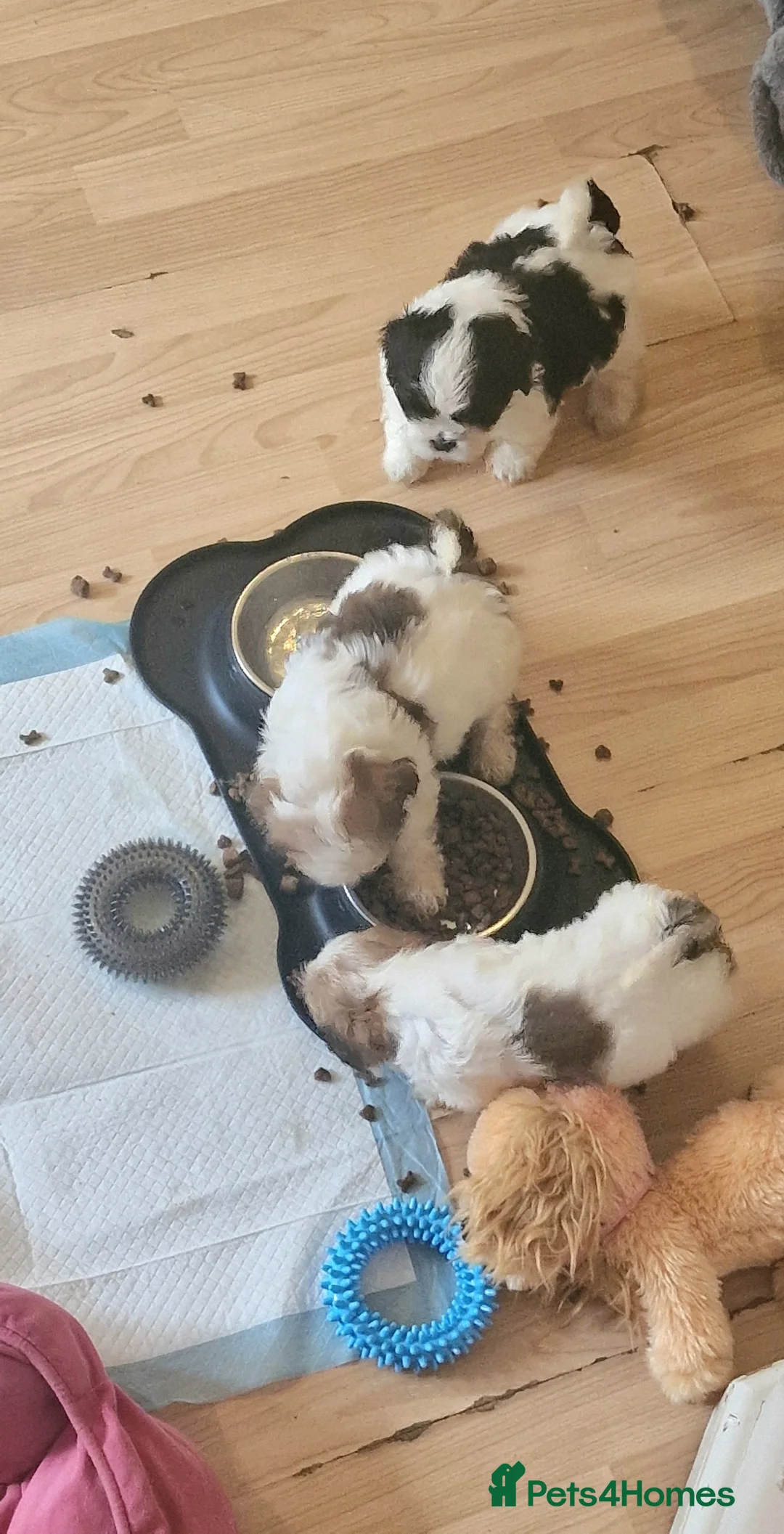 Shih Tzu dogs for sale: 🐾 Amazing Purebred Shih Tzu Puppies Crawley 🐾 - Advert 24