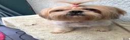 Mixed Breed dogs for sale: Beautiful fluffy Shih tzu baby boys - Advert 12