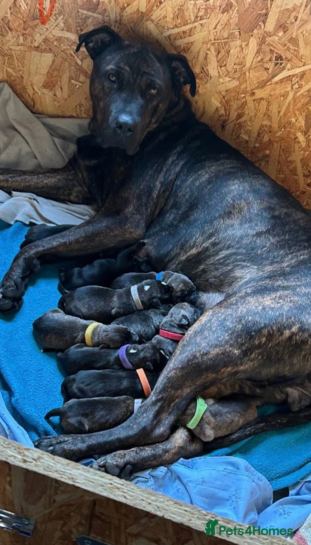 Mixed Breed dogs for sale: Presa Canario X American Bulldog puppies - Advert 1
