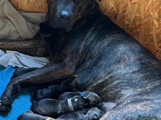 Mixed Breed dogs Presa Canario X American Bulldog puppies - READY - Advert 9