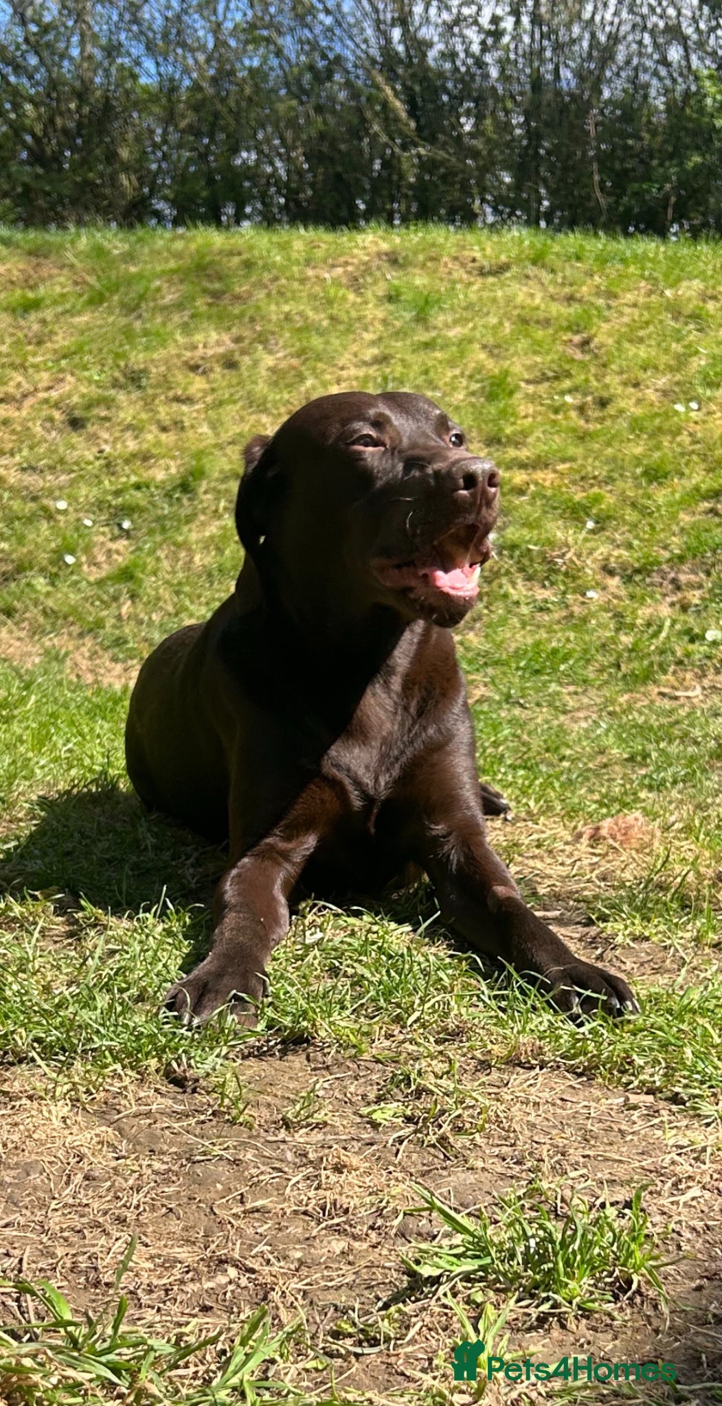Labrador Retriever dogs WORKING LINE KC REG CHOCOLATE LAB FOR STUD - Advert 1
