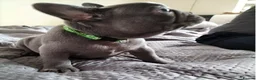French Bulldog dogs for sale: French Bulldog Puppies in Gateshead - Advert 7