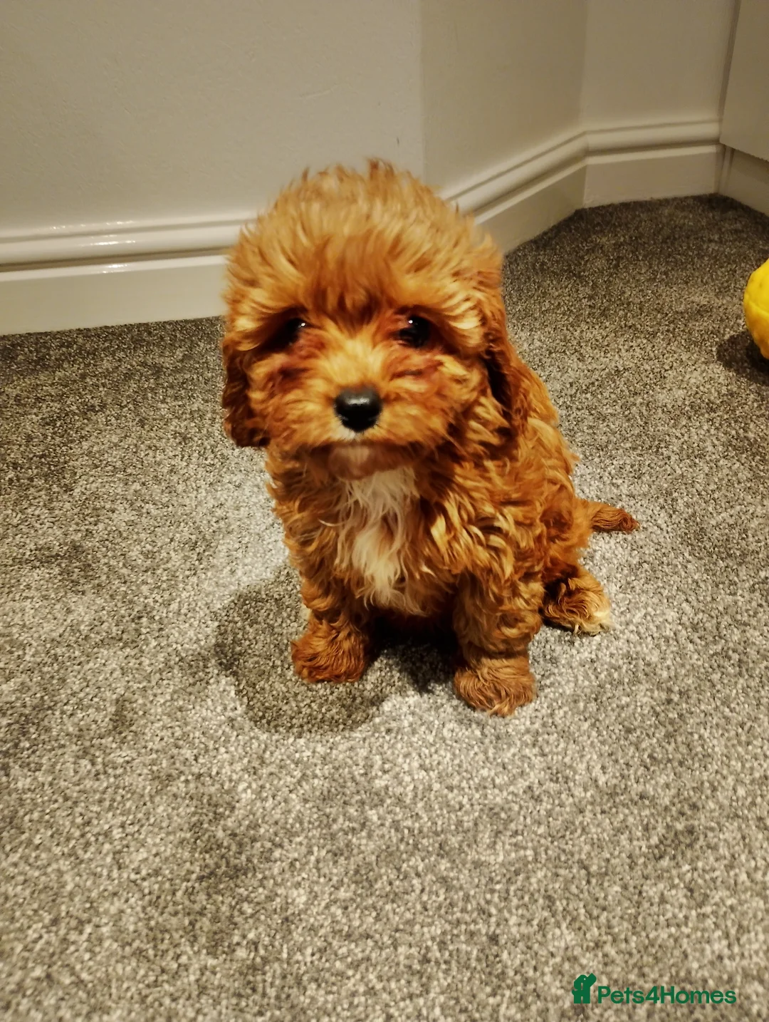 Cavapoo dogs for sale: Stunning F1 Cavapoos ready now ! - Advert 21