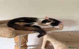 Domestic Shorthair cats for sale: Friendly, cute little kittens with Asian parentage - Image 35