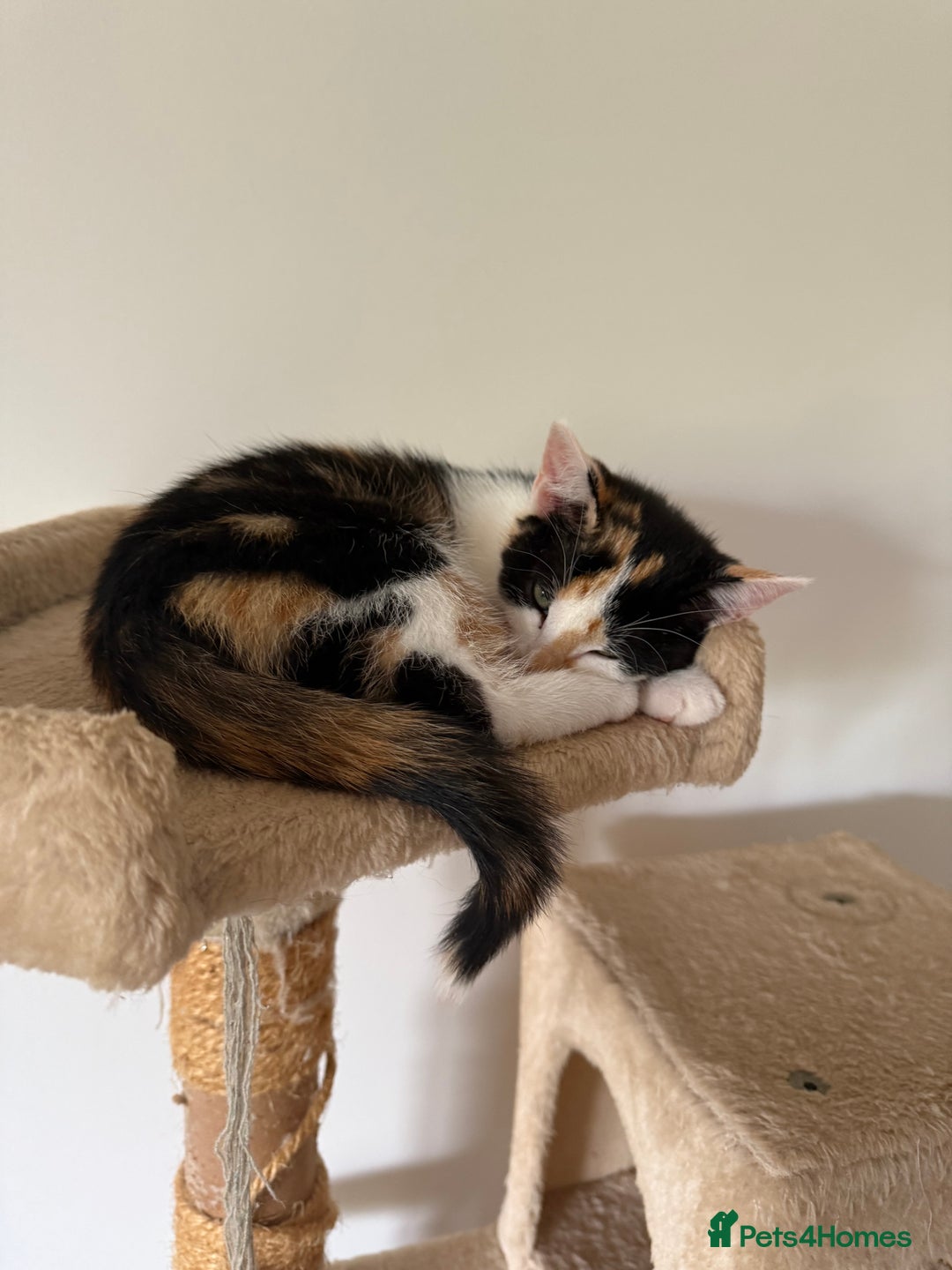 Domestic Shorthair cats for sale: Friendly, cute little kittens with Asian parentage - Image 35