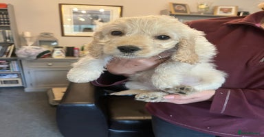 Cockapoo dogs - Advert 2