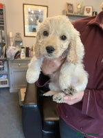 Cockapoo dogs - Advert 2