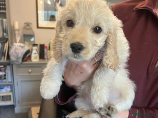 Cockapoo dogs COCKAPOO PUPPIES only one boy avaiable - Advert 10
