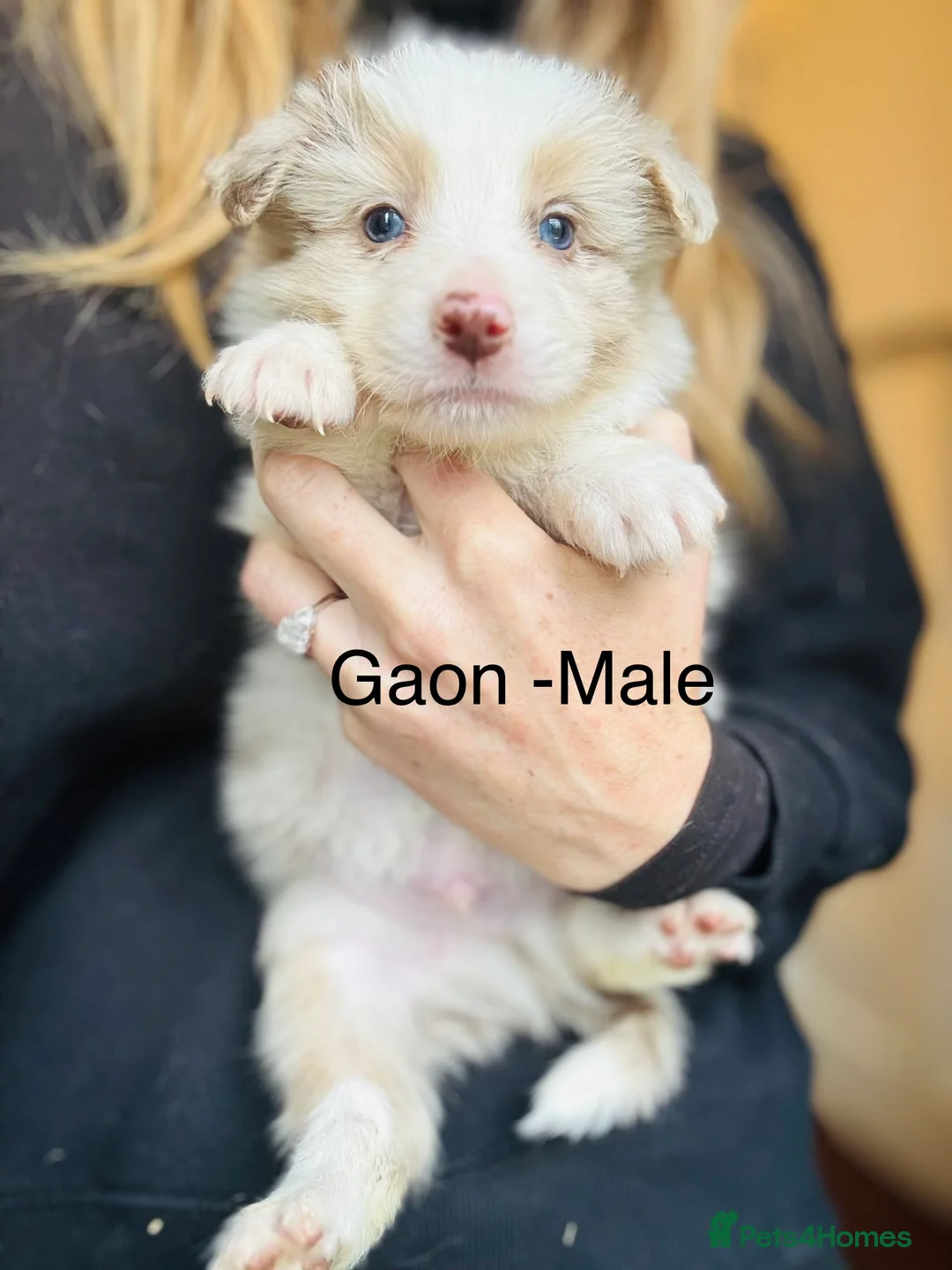 Border Collie dogs for sale: Pure Bred Border Collie Puppies For Sale - Advert 17