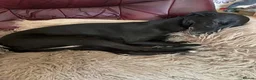Bedlington Terrier dogs for sale: 3/4 Bedlington 1/4 whippet - Advert 4