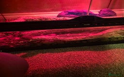Boa Snake reptiles for sale: Red tail boa  - Image 3