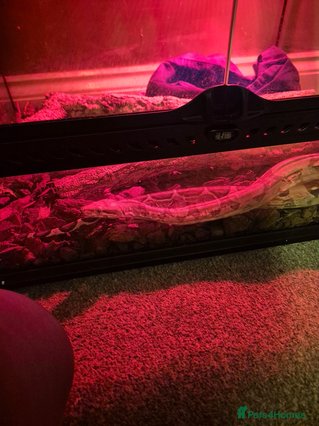 Boa Snake reptiles for sale: Red tail boa  - Image 3