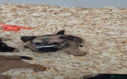 Patterdale Terrier dogs for sale: Patterdale x lakeland pups  - Image 6