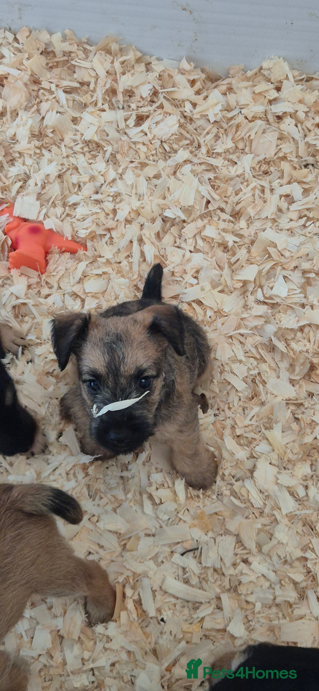Patterdale Terrier dogs for sale: Patterdale x lakeland pups  - Image 6