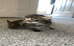 Bengal cats for sale: 5 bengal kittens looking for a loving home  - Image 1