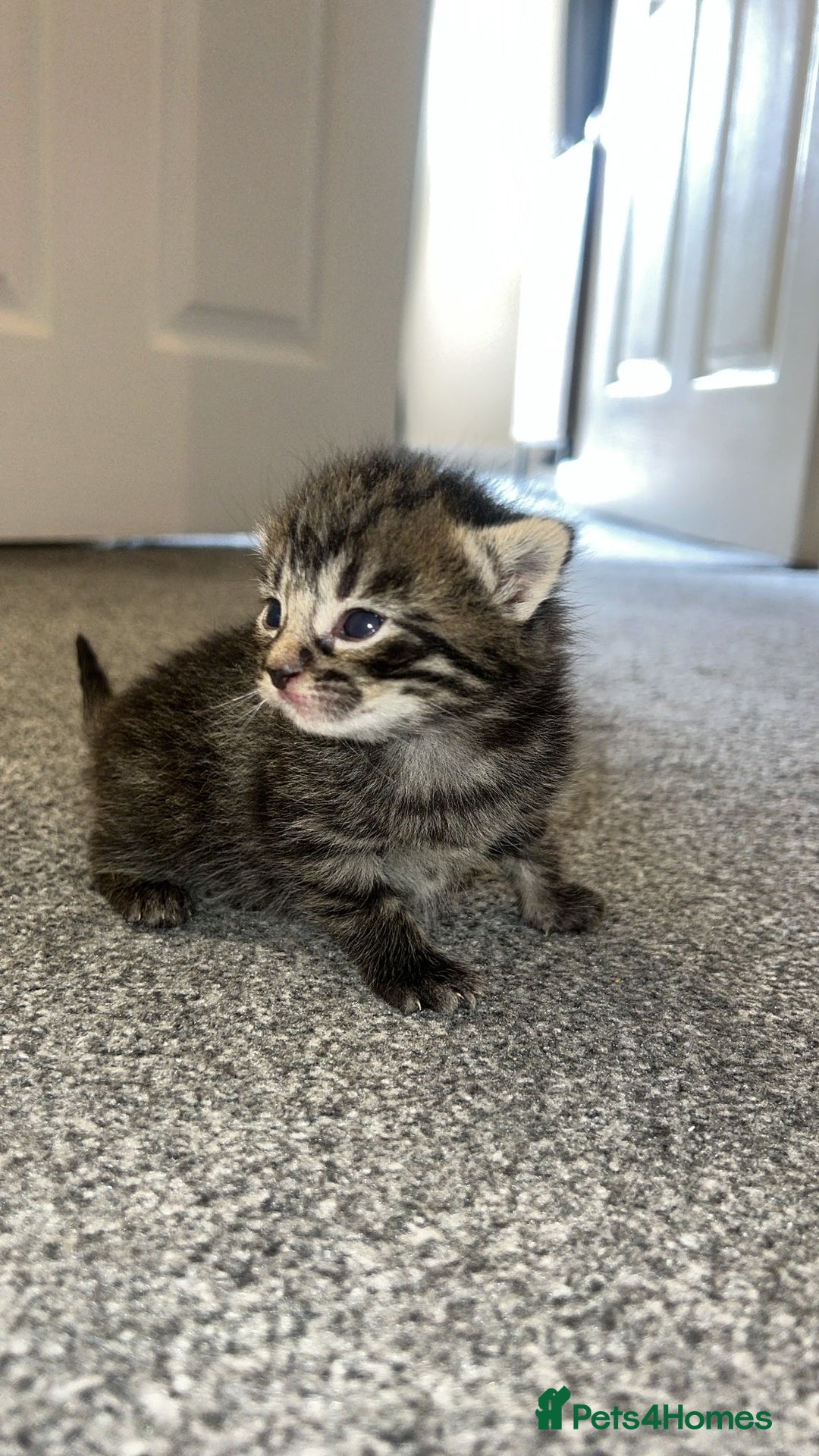 Bengal cats for sale: 5 bengal kittens looking for a loving home  - Image 1