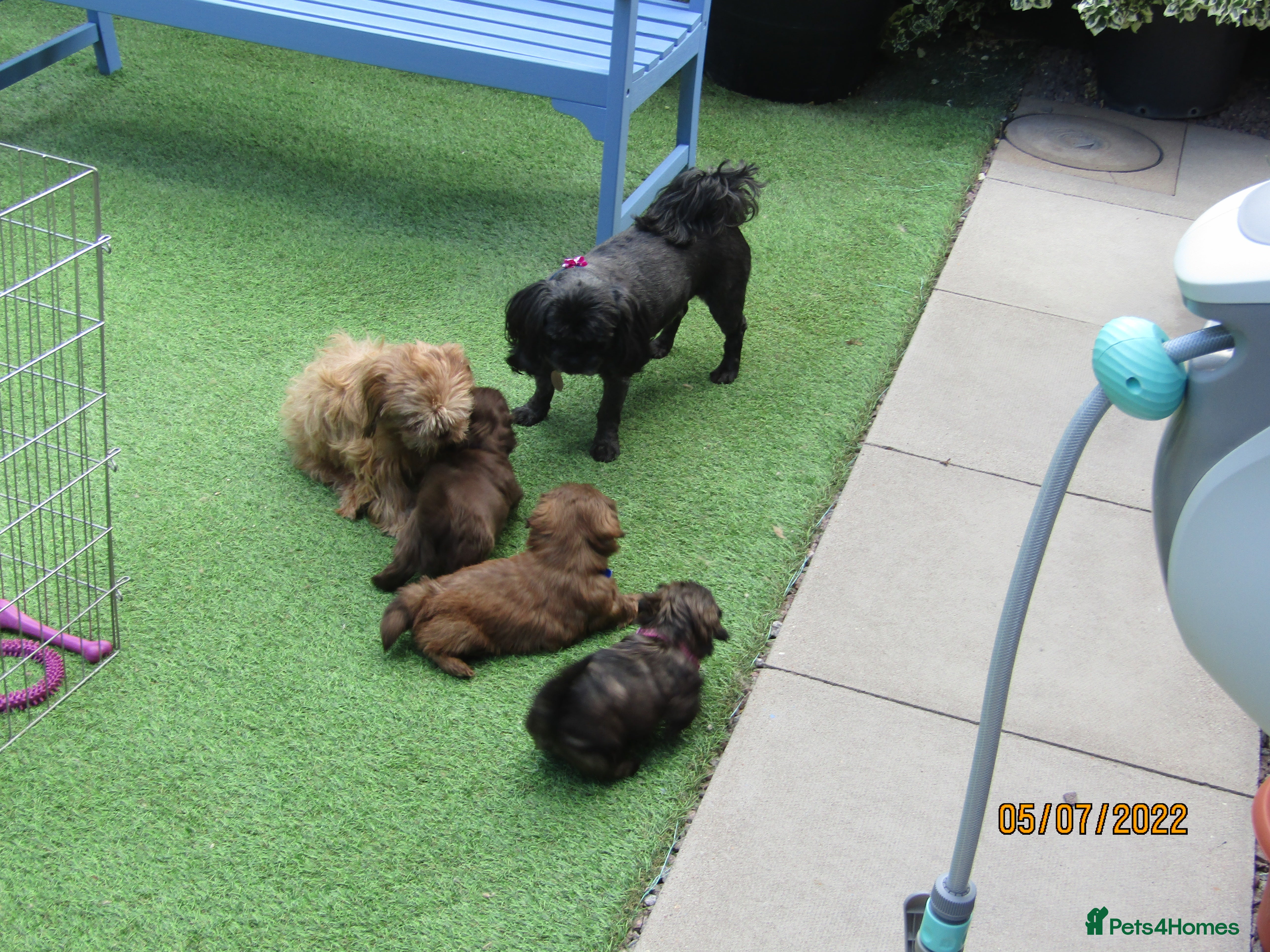 Shih Tzu dogs Bailey for stud in Spalding - Advert 3