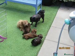 Shih Tzu dogs KC Black Zorro for stud - Advert 7