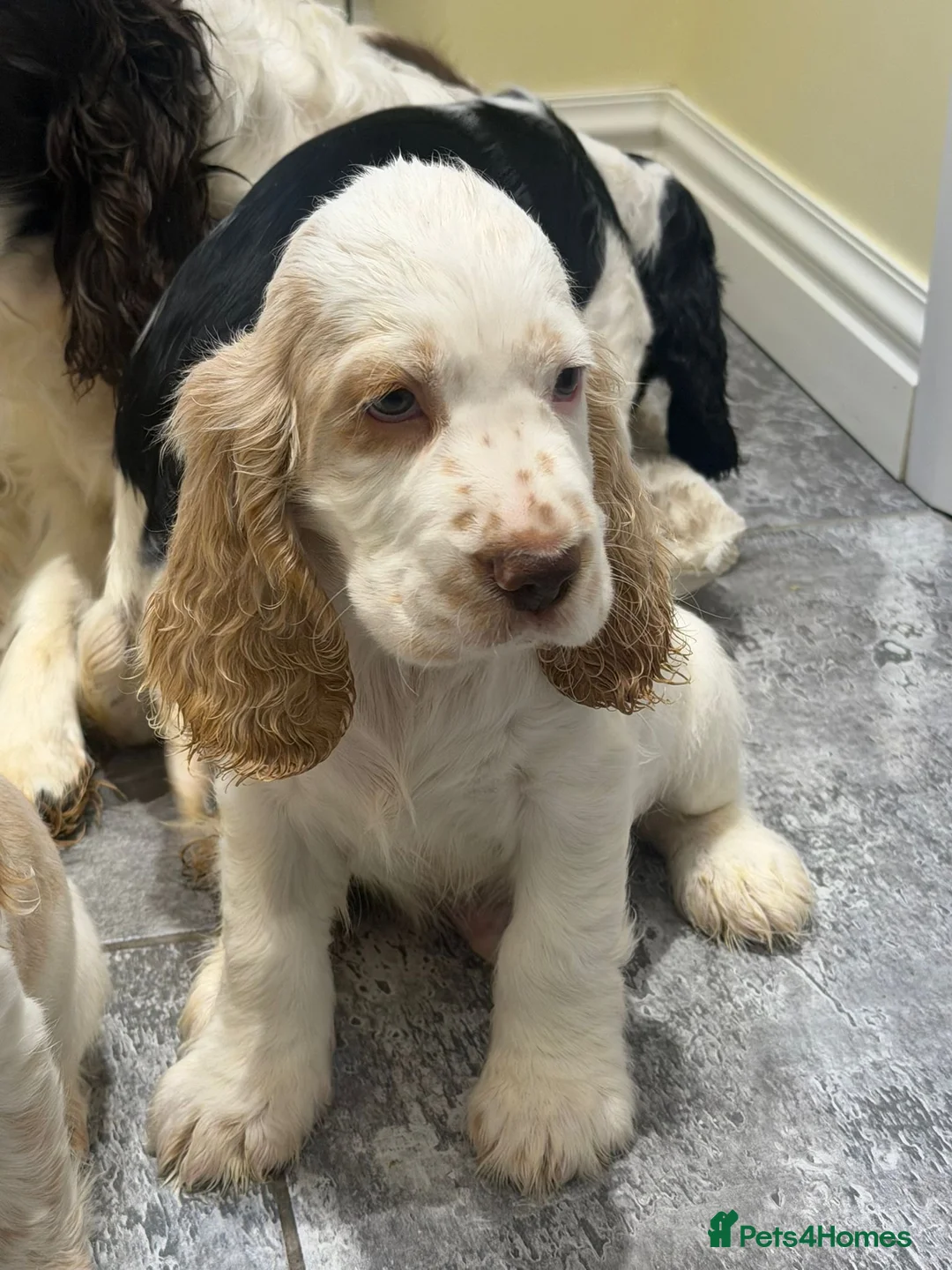 Cocker Spaniel dogs for sale: OUTSTANDING ADORABLE SHOW TYPE COCKER SPANIEL  - Advert 13