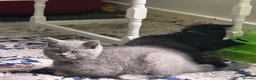 British Shorthair cats for sale: Adorable kitty  - Advert 7