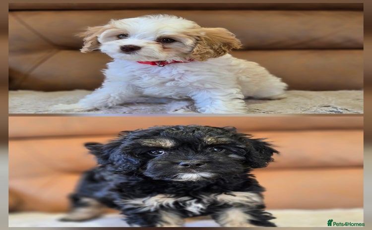 Cavapoo dogs - Advert 6